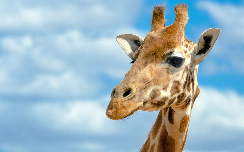 Giraffe head with cloud HD wallpaper